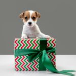 Cadouri handmade cu impact real pentru animalele fără stăpân