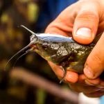 Descoperire importantă în lumea științei. Cercetătorii au identificat primul cancer transmisibil la un pește de apă dulce