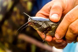 Descoperire importantă în lumea științei. Cercetătorii au identificat primul cancer transmisibil la un pește de apă dulce
